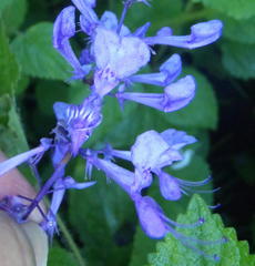 Plectranthus ecklonii