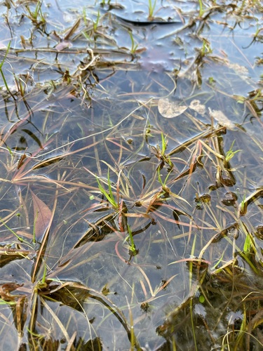 Image of Juncus repens by (c) Matt Berger, some rights reserved (CC BY)