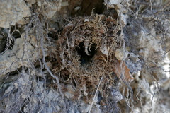 Troglodytes troglodytes