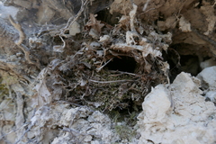 Troglodytes troglodytes