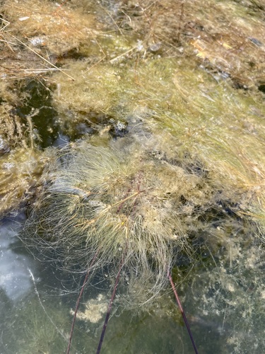 Algal Bulrush (Eleocharis confervoides)