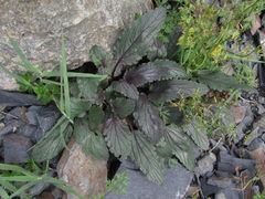 Symphyoloma graveolens