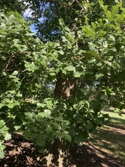 Quercus