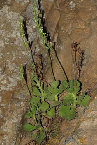 Adromischus zeyheri 2