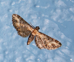 Eupithecia flavigutta