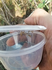 Empusa pennicornis