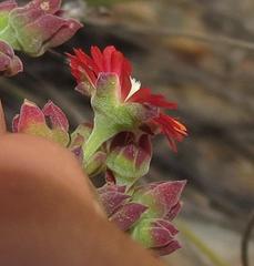 Mestoklema tuberosum