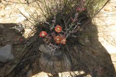 Mestoklema tuberosum