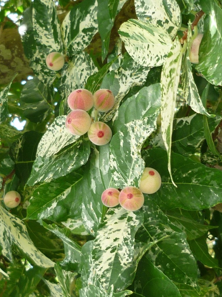 Ficus aspera