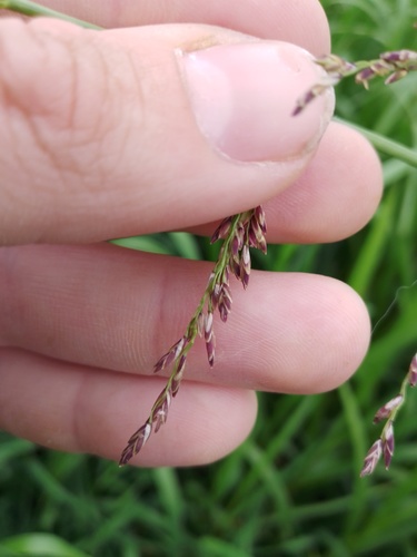 reed meadowgrass