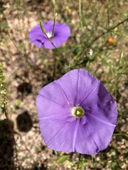 Ipomoea ternifolia
