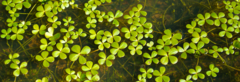 Marsilea burchellii