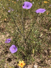 Ipomoea ternifolia