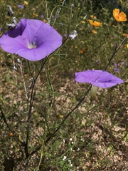 Ipomoea ternifolia