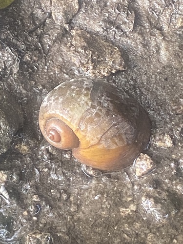Ampullariidae image