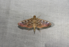 Phostria cyrisalis