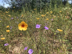 Ipomoea ternifolia