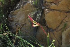 Pelargonium tetragonum