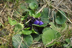 Soldanella montana