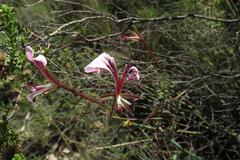 Pelargonium tetragonum