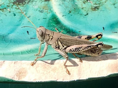 Melanoplus differentialis