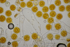 Phragmidium potentillae