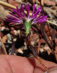 Erepsia esterhuyseniae