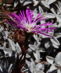 Erepsia esterhuyseniae