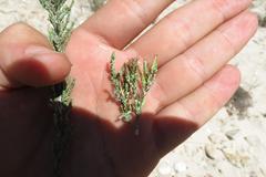 Amphiglossa callunoides