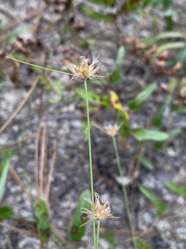 Bulbostylis warei image