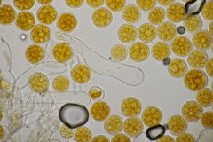 Phragmidium potentillae