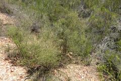 Aspalathus biflora biflora