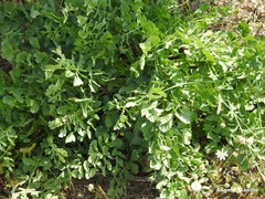Pimpinella villosa