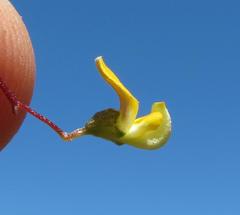 Aspalathus biflora biflora