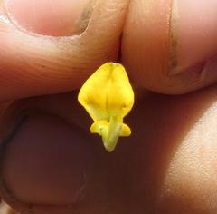 Aspalathus biflora biflora