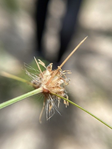 Bulbostylis image