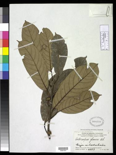 Artocarpus glaucus
