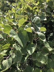 Vitis acerifolia