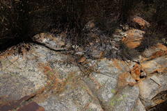 Euchaetis
