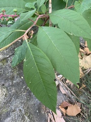 Phytolacca americana