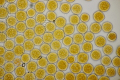 Phragmidium potentillae