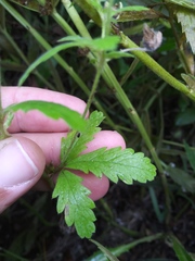 Potentilla rivalis