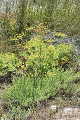 Annesorhiza macrocarpa