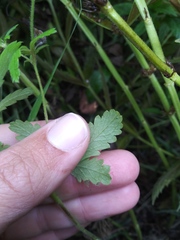 Potentilla rivalis