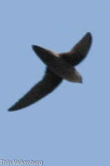 Chaetura
