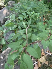 Phytolacca americana