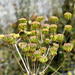 Annesorhiza macrocarpa - Photo 由 Richard Adcock 所上傳的 (c) Richard Adcock，保留部份權利CC BY-NC