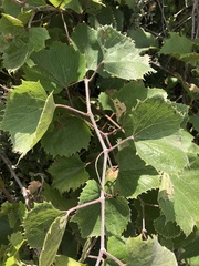 Vitis acerifolia
