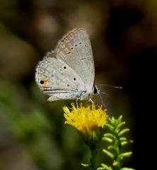 Eicochrysops messapus messapus