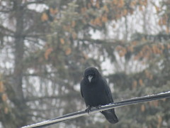 Corvus brachyrhynchos